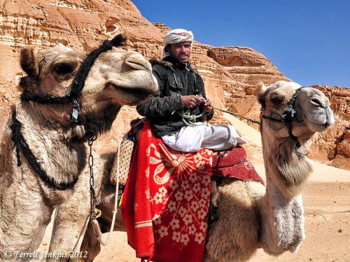 Sinai Peninsula Camels and rider in the Sinai Peninsula. Photo by Ferrell Jenkins.