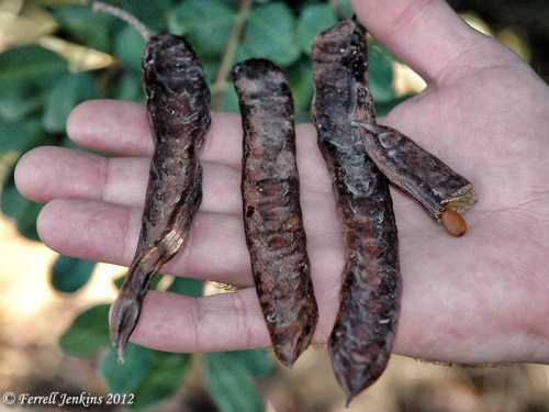 Carob pods near the Valley of Aijalon. Photo by Ferrell Jenkins.