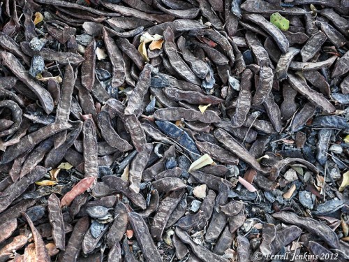 Dried carob pods under a tree at Hazor. Photo by Ferrell Jenkins.