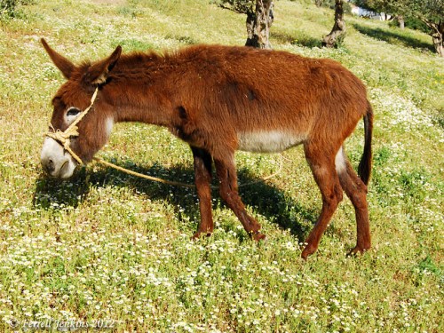 A colt at Nazareth Village. Photo by Ferrell Jenkins.