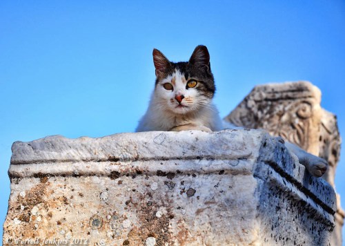 Ephesus One of the Cats at Ephesus. Photo by Ferrell Jenkins.