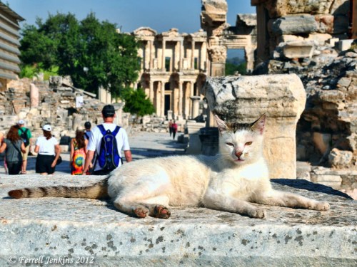 Ephesus One of the Cats at Ephesus. Photo by Ferrell Jenkins.