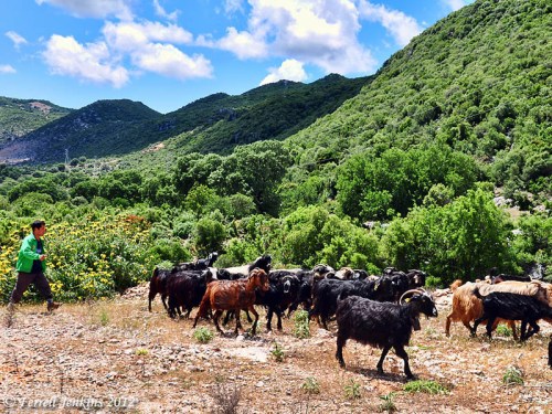 Goats with long black hair, east of Myra, Turkey. Photo by Ferrell Jenkins.