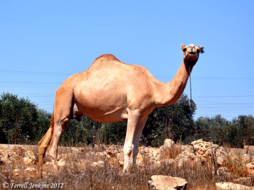 A camel in the West Bank near the edge of the wilderness. Photo by Ferrell Jenkins.