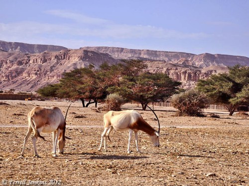 Arabian Oryx at Hai-Bar Nature Reserve. Photo by Ferrell Jenkins.