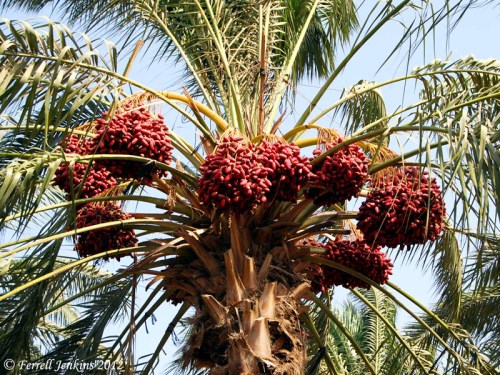 Date Palm growing near the Sea of Galilee. Photo by Ferrell Jenkins.