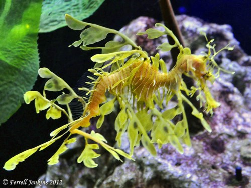 Leafy Dragon at the Florida Aquarium, Tampa, FL. Photo by Ferrell Jenkins.