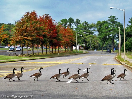 Geese in North Alabama. Photo by Ferrell Jenkins.