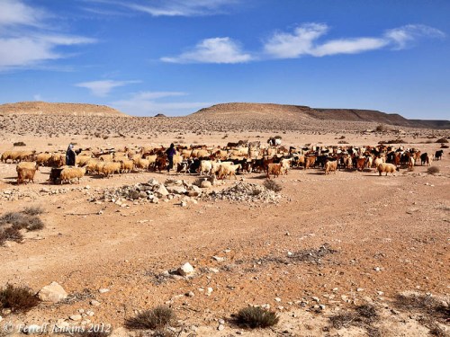 Shepherds south of Avedat in the Wilderness of Zin. Photo by Ferrell Jenkins.