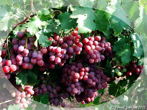 Abundance of the Vineyards at Lachish. Photo by Ferrell Jenkins.