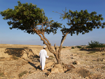 Frankincense tree, Salalah, Oman.