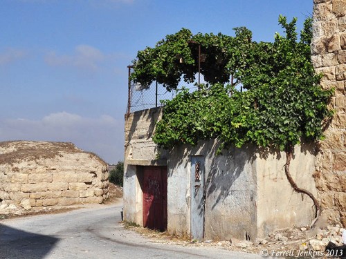 A vine growing up the side of a house to provide shade on the roof. Photo by Ferrell Jenkins at Gibeon.