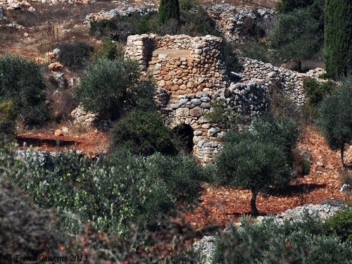 A watchtower in an olive orchard in the West Bank. Photo by Ferrell Jenkins.