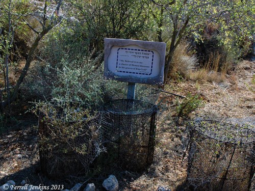 Henna growing at Neot Kedumim. Photo by Ferrell Jenkins.