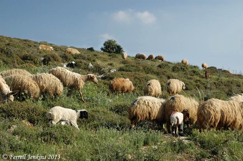 Sheep near Heshbon in Trans-Jordan. Photo by Ferrell Jenkins.