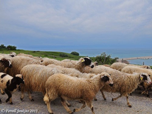 Sheep on the road east of Sinope, above the Black Sea. Photo by Ferrell Jenkins.