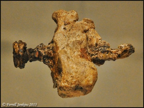 Ankle bone of a man crucified outside Jerusalem in Roman times. Photo by Ferrell Jenkins.