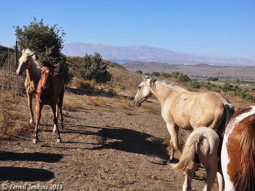 Horses in the Golan Heights. Mount Hermon in the distance. Photo by Ferrell Jenkins.