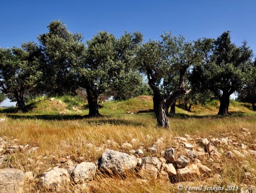 Olive trees near the Kathisma church. Photo by Ferrell Jenkins.