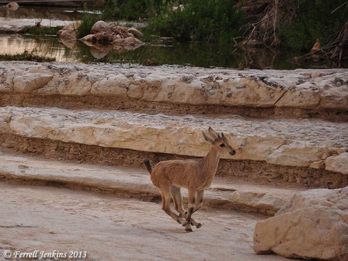 Young Ibex on the run at En Avdat. Photo by Ferrell Jenkins.