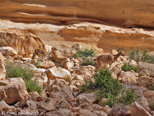 Ibex at Avdat in the Wilderness of Zin. Photo by Ferrell Jenkins.