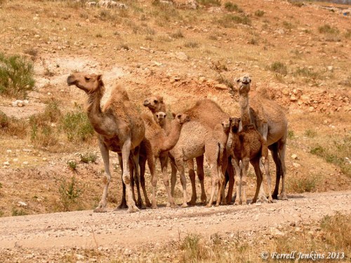 Camels at Meholah in the Jordan Valley. Photo by Ferrell Jenkins.