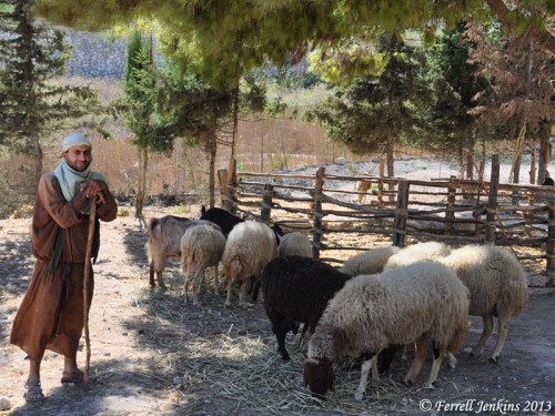 Shepherd with his sheep at Nazareth Village. Photo by Ferrell Jenkins.