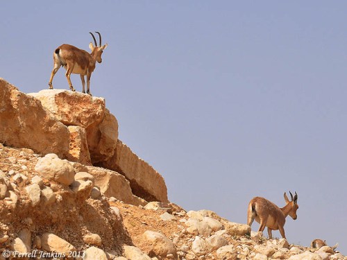 Ibex in the wilderness of Zin near En Avdat. Photo by Ferrell Jenkins.