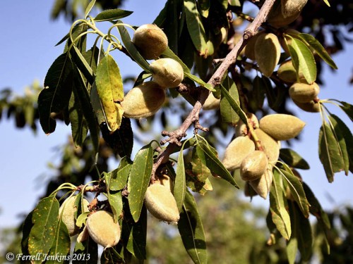 Almonds growing in the Jezreel Valley. Photo by Ferrell Jenkins.