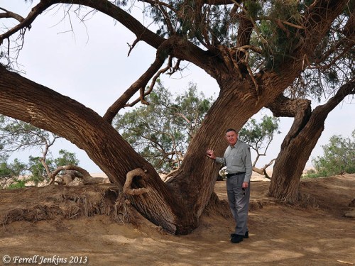 Large acacia at Ain Musa (Spring of Moses) on the east shore of the Gulf of Suez. Photo by Ferrell Jenkins.