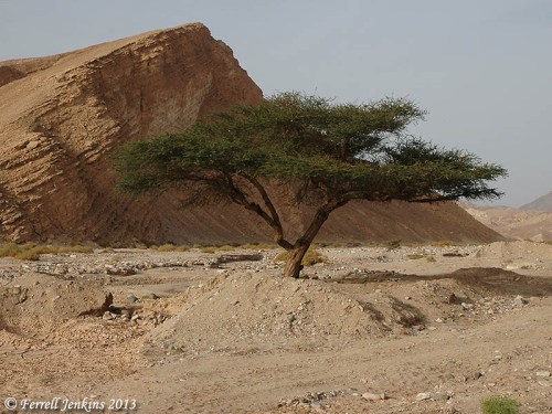 Acacia growing in Wadi el-Tor in the Sinai Peninsula. Photo by Ferrell Jenkins.