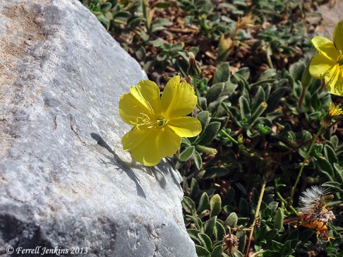Broken columns lie scattered among the wild flowers on the sand dunes covering Ashdod-Yam. Photo by Ferrell Jenkins.