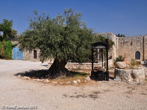 A large olive tree with two old olive presses at Beit Jamal. Photo by Ferrell Jenkins.