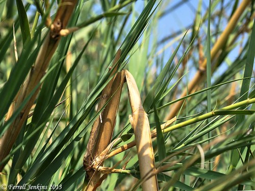 A broken reed does not make a good walking stick. Photo by Ferrell Jenkins.