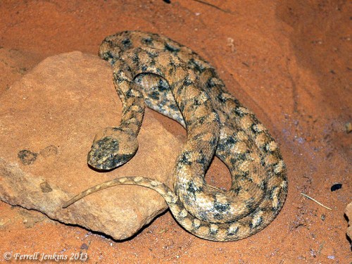 The Persian horned viper at Hai Bar Reserve. Photo by Ferrell Jenkins.