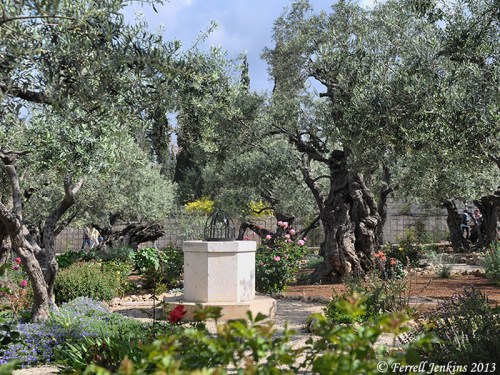 A place called Gethsemane. Photo by Ferrell Jenkins, 2013.