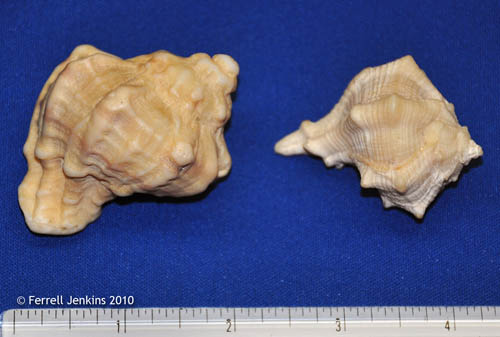 Murex shells from Tyre. Photo by Ferrell Jenkins.