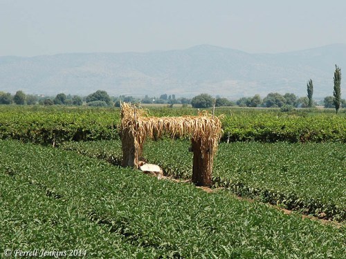 A booth in the field, east of Sardis. Photo by Ferrell Jenkins.