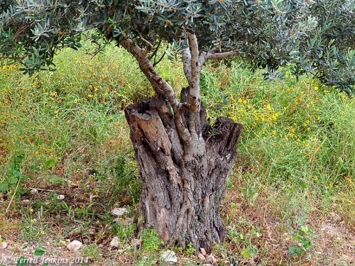 A Sprout comes forth from an olive stump at Nazareth Village. Photo by Ferrell Jenkins.