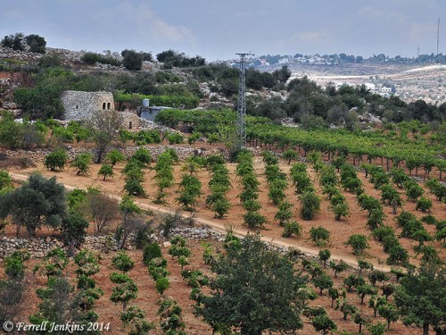 Vineyard Near Bethlehem. Photo by Ferrell Jenkins.