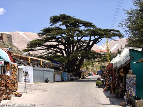 Cedar of Lebanon in a little village at the location of the largest remaining grove. Photo by Ferrell Jenkins.