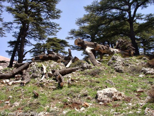 Cedars of Lebanon are now protected from cutting. Photo by Ferrell Jenkins.