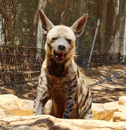 A hyena at Hai Bar Nature Reserve. Photo by Ferrell Jenkins.