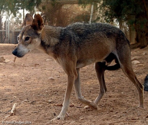 Jackal at Haibar Wildlife Reserve. Photo by Ferrell Jenkins.
