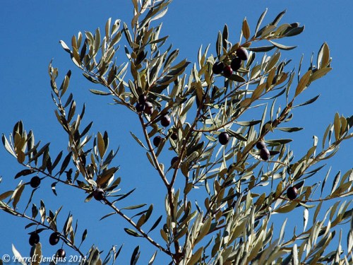 Olives on a branch at Neot Kedumim. Photo by Ferrell Jenkins.