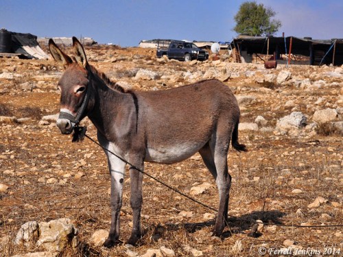 Donkey north of Nebi Samwil. Photo by Ferrell Jenkins.