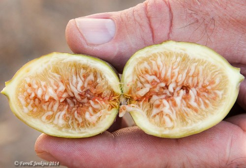 A fresh fall fig from Shechem. Photo by Ferrell Jenkins.