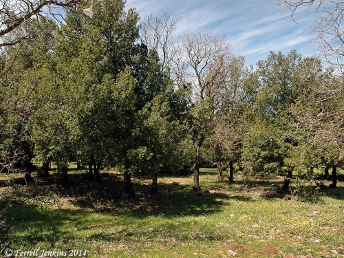 Oaks in Bashan (Golan Heights). Photo by Ferrell Jenkins.