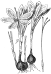 Saffron Crocus. The Illustrated Bible Treasury.