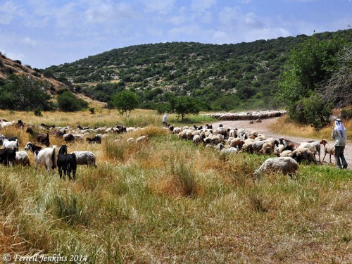 Shepherds tending their flocks at Socoh. Photo by Ferrell Jenkins.